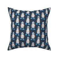 Medium Scale Blue Footed Boobies Marine Birds on Navy