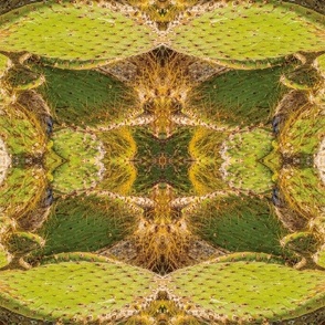 Galapagos Cactus symmetry