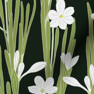 M. Hand drawn daffodil blooming plants | white flowers on black, medium scale