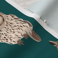 Owls on teal background