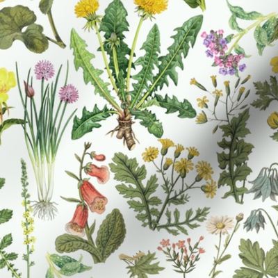 Antiqued Reconstructed Hand Painted Scientific Plant Studies Wildflowers Meadow off white