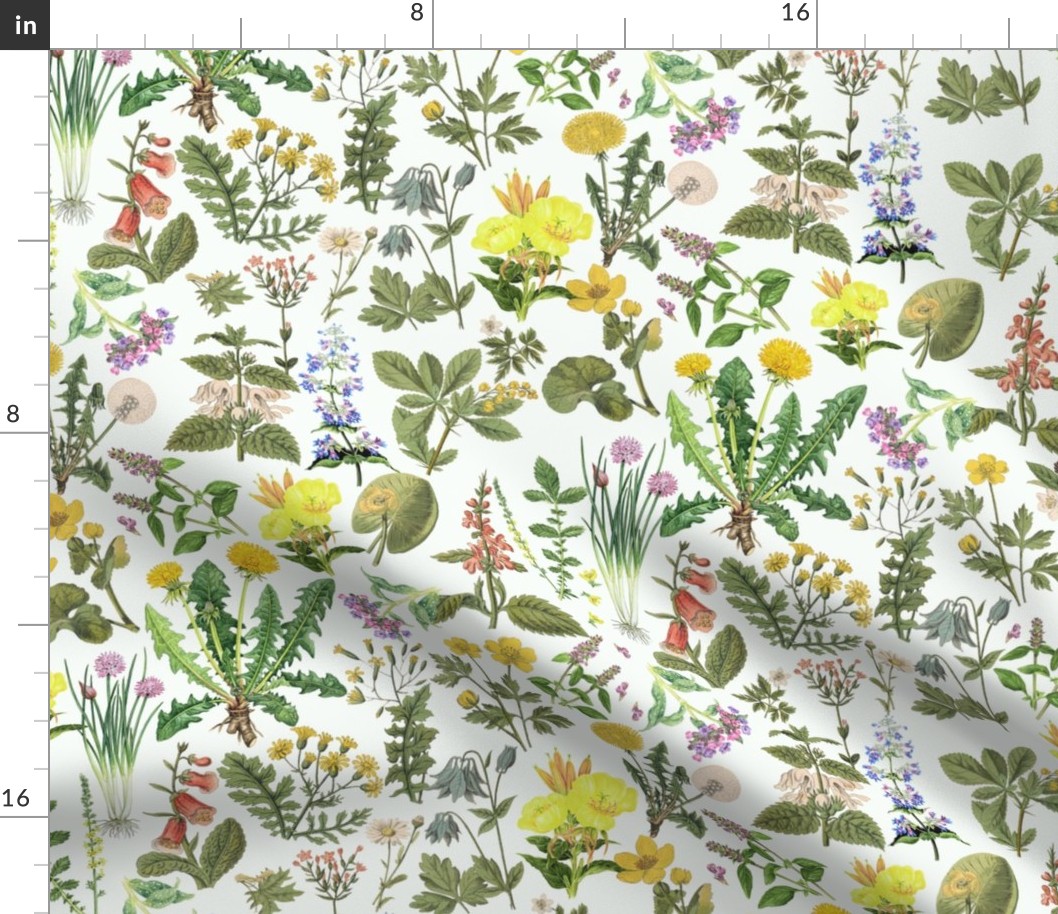 Antiqued Reconstructed Hand Painted Scientific Plant Studies Wildflowers Meadow off white