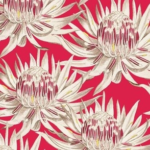 floral proteas, viva magenta