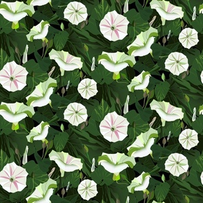 Blooming Nasturtium Beauty (Medium)
