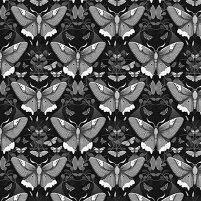black & white moths