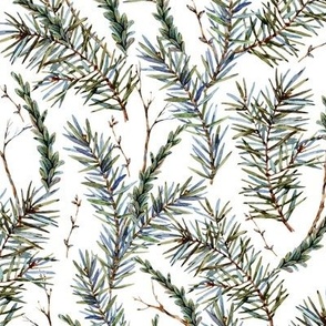 Watercolor pine tree branches on white