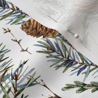 Botanical pine cone and branches on white