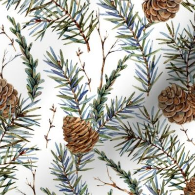 Botanical pine cone and branches on white