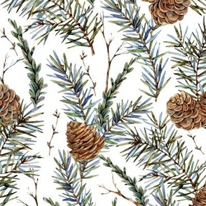 Botanical pine cone and branches on white
