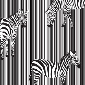 Zebras on Stripes