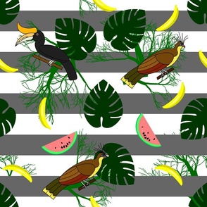 Birds in the tropics