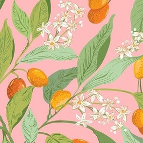 Little Orange Citrus fruit_kumquats  pink