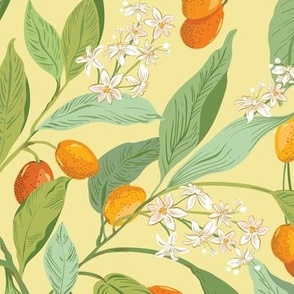 Little Orange Citrus fruit_kumquats  yellow
