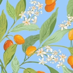 Little Orange Citrus fruit_kumquats bright blue