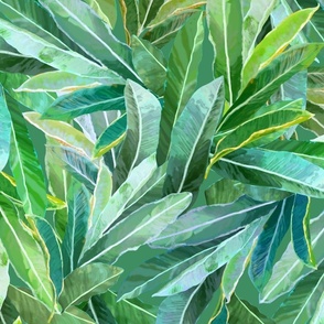 Hawaiian Ginger Leaves Tossed Green 150L
