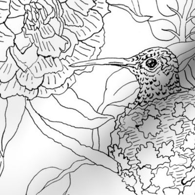 Hummingbirds And Flowers Line Art Botanical
