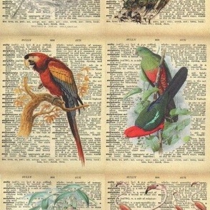 Vintage bird dictionary