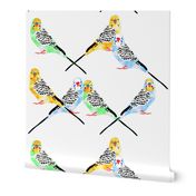  Parakeets Looking at You - Watercolor
