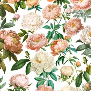 Nostalgic Peonies Pastel Apricot Peach Coral And Blush Pink Charming Spring Flowers