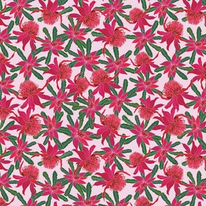 Waratah  - Light pink