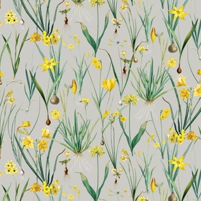 Nostalgic Hand Painted Antique Springflowers Antiqued Yellow Early Bloomers, Vintage Daffodil, Bulbs Flowers by Pierre-Joseph Redouté gray