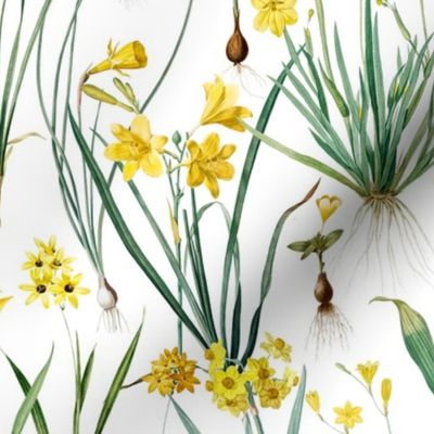 Nostalgic Hand Painted Antique Springflowers Antiqued Yellow Early Bloomers, Vintage Daffodil, Bulbs Flowers by Pierre-Joseph Redouté  white