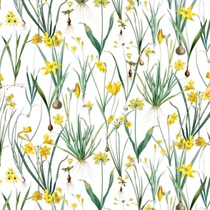 Nostalgic Hand Painted Antique Springflowers Antiqued Yellow Early Bloomers, Vintage Daffodil, Bulbs Flowers by Pierre-Joseph Redouté  white