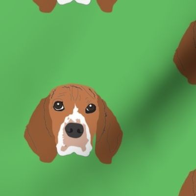 Beagle on Green