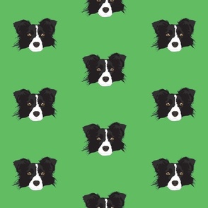 Border Collie on Green