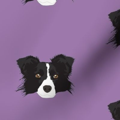 Border Collie on Purple