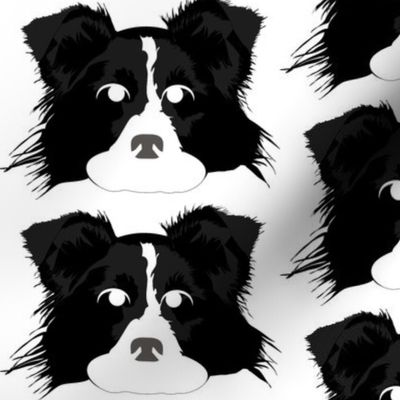 Border Collie with Bored Facial Expression