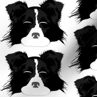 Border Collie with Closed Eyes