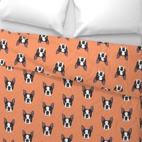 Boston Terrier on Orange