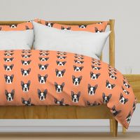 Boston Terrier on Orange