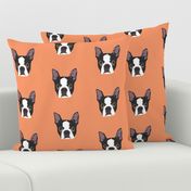 Boston Terrier on Orange