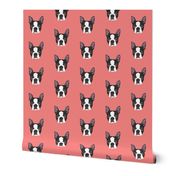 Boston Terrier on Pink