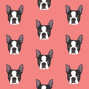 Boston Terrier on Pink