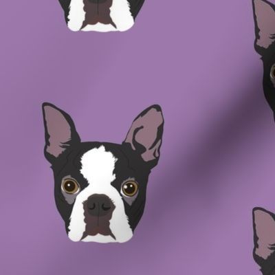 Boston Terrier on Purple