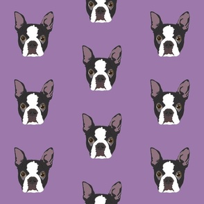 Boston Terrier on Purple