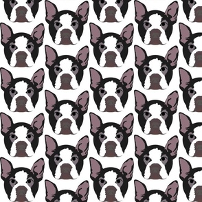 Boston Terrier with Bored Facial Expression