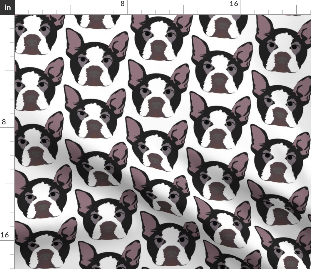 Boston Terrier with Bored Facial Expression