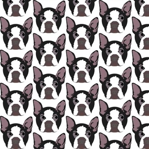 Boston Terrier Looking Right