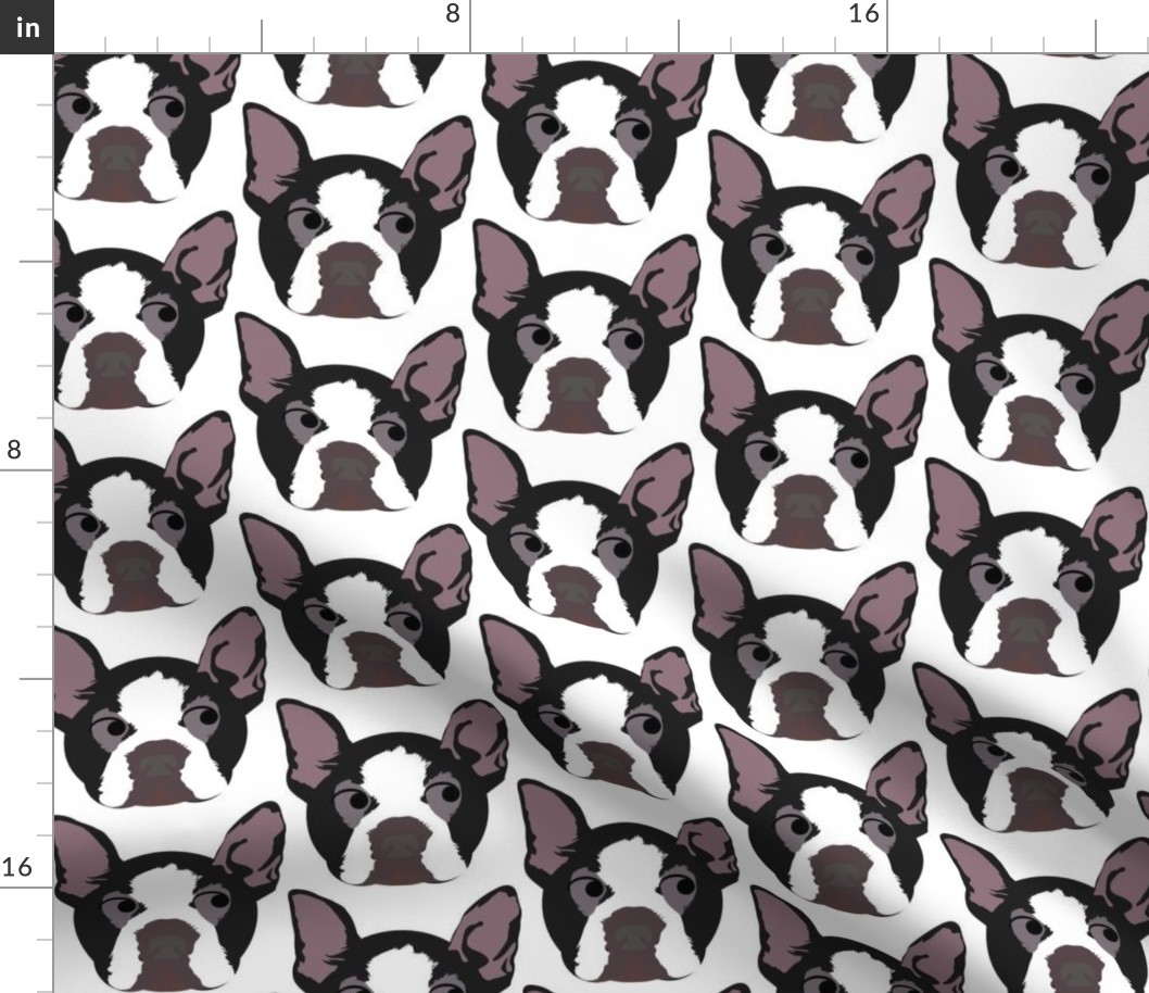 Boston Terrier Looking Right