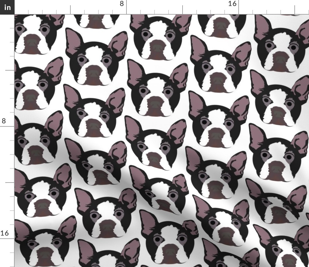 Boston Terrier with Surprised Facial Expression