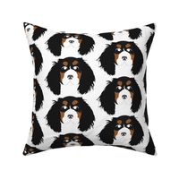 Cavalier King Charles Spaniel Black, Brown and White with Bored Facial Expression