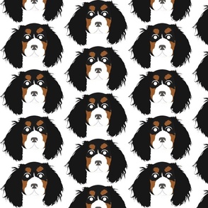 Cavalier King Charles Spaniel Black, Brown and White with Surprised Facial Expression