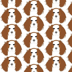 Cavalier King Charles Spaniel Brown and White with Bored Facial Expression