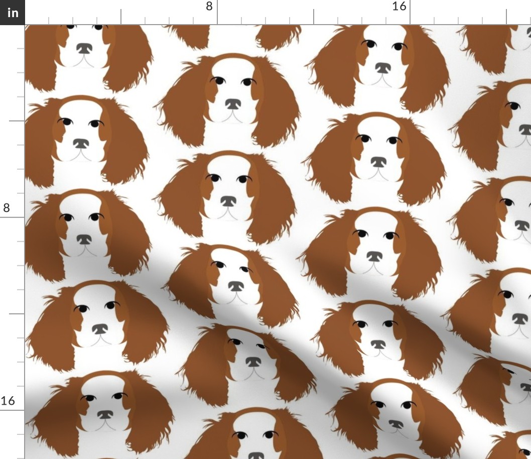 Cavalier King Charles Spaniel Brown and White with Bored Facial Expression