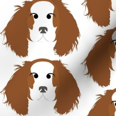 Cavalier King Charles Spaniel Brown and White with Crossed Eyes