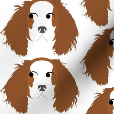 Cavalier King Charles Spaniel Brown and White Looking Left